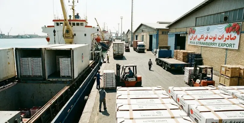 صادرات توت فرنگی خرید عمده توت فرنگی صادراتی